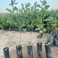 نهال پسته مهریز