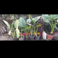 گل بابا آدم وسیکاس 25ساله|گل و گیاه طبیعی|اقبالیه, |دیوار
