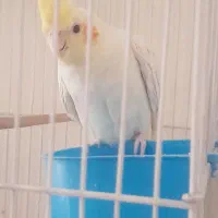 عروس هلندی لوتینو|پرنده|تهران, شهرک رضویه|دیوار