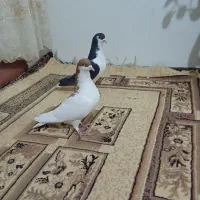 یک جفت خوشرنگ نروماده|پرنده|ابهر, |دیوار