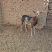 بز و کیسه شیر بافق