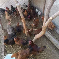 مرغ تخمگذار و تخم مرغ رسمی