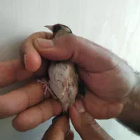 سهره . قناری|پرنده|خمینی‌شهر, |دیوار