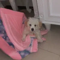 واگذاری توله|سگ|تهران, سجاد|دیوار