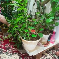 گل های زیبا