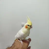 عروس هلندی|پرنده|قم, پردیسان|دیوار