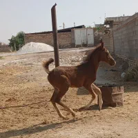 اسب|اسب و تجهیزات اسب‌سواری|مرودشت, کناره|دیوار