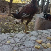 جوجه خروس لاری افغان|حیوانات مزرعه|رابر, |دیوار