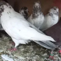 کفتر کاشونی