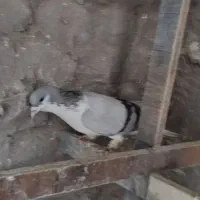 بدرنگ عروسک|پرنده|بوئین زهرا, |دیوار