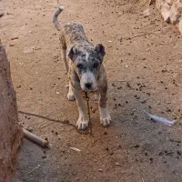 سگ توله کوچوک گمشده