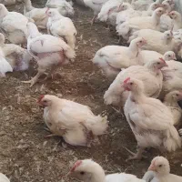 به یک زن شوهر جهت کار در مرغداری نیازمندیم