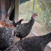 بوقلمون|حیوانات مزرعه|مبارکه, |دیوار