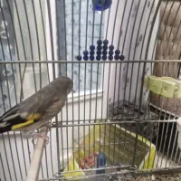 سهره کرمانی ماده آماده|پرنده|برخوار, |دیوار