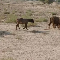 دوعدد بره ماده
