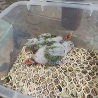 طوطی گرینچیک دبل رد جوجه|پرنده|کرمان, |دیوار