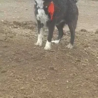 واگذار سگ لاس