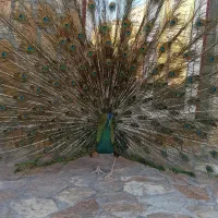 اصطبل