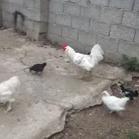 خروس گلین لوری