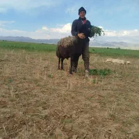 قوچ هترو درشت هیکل