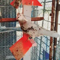 کوهی دمسفید کرم