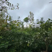 فروش ویلای ویودار/مناسب تفریح/ تاکسی خور|فروش خانه و ویلا|تالش, هشتپر|دیوار