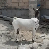 بز ابستن با بز‌کهره ای