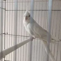 عروس هلندی بالغ آلبینو و لوتینو جفت ماده کار|پرنده|قم, دروازه ری|دیوار