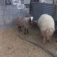 قوچ ورن گوسفند|حیوانات مزرعه|هندمینی, |دیوار