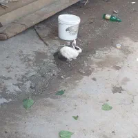 خرگوش آبس