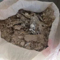 ذل.کبوتر.فروشی