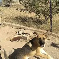 سگ گرگی|سگ|اهر, |دیوار