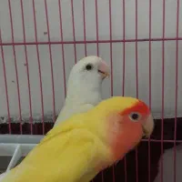 کوتله برزیلی