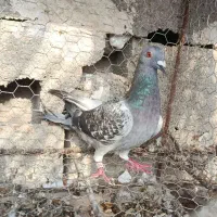 کبوتر مسافتی نشسته