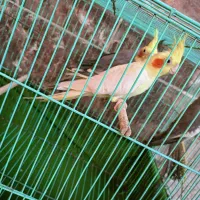 4عدد عروس هلندی بالغ با قفس