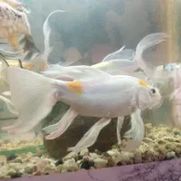 تعدادی ماهی کوی زیبا ویک عددخرگوشی