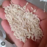 برنج طارم محلی هاشمی