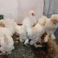 تخم نطفه دار مرغ ابریشمی ولاری