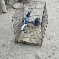 کبوتر|پرنده|نطنز, |دیوار