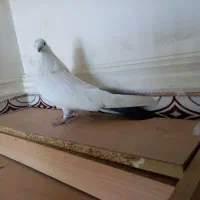 کبوتر کله ای وتکدوم|پرنده|لالجین, |دیوار