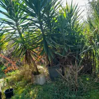 گل یوکا|گل و گیاه طبیعی|کوهستان, |دیوار