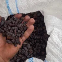 مویز