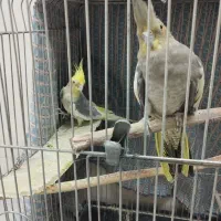 عروس هلندی نر و ماده