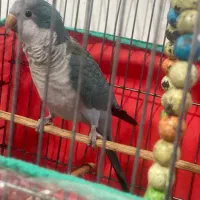 طوطی راحب|پرنده|بندرعباس, |دیوار