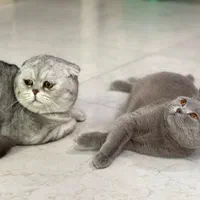 بریتیش/لیلاک /سیلور/دنیای /بچه گربه|گربه|تهران, شهران جنوبی|دیوار