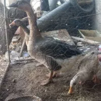 قو قاز نر و غاز محلی ماده و یک عدد اردک نر رایگان