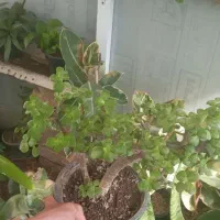 تعدادی گل به قیمت باور نکردنی به فروش می‌رسد|گل و گیاه طبیعی|نیشابور, میدان حافظ|دیوار