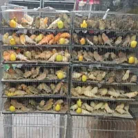 حراج قناری سرخ برفکی دارچینی موزائیکی تکی و تعداد