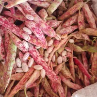 لوبیا چیتی تر غلافدار موجود