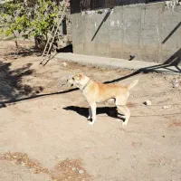 سگ گله|سگ|مشهد, چهاربرج|دیوار